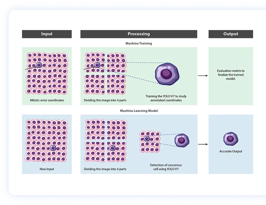 cancer-cell-tissue